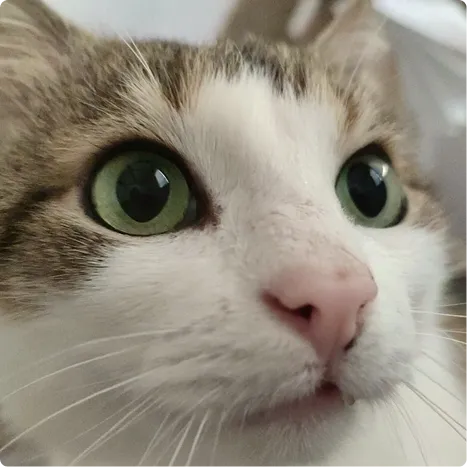 Kočka k adopci – azyl Daisy Azyl